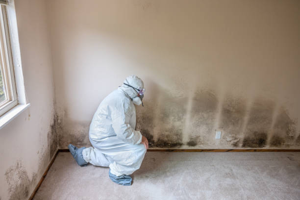 Trusted North Charleroi, PA Mold Remediation Experts