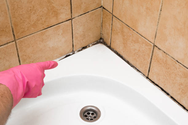 Best Health and Safety Mold Remediation in North Charleroi, PA